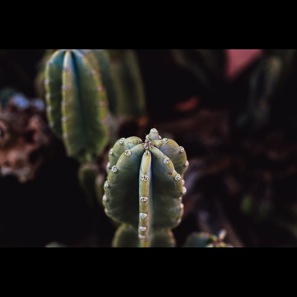 Cactus Print